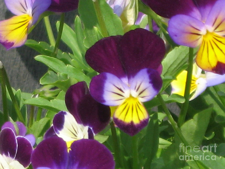 Wild Pansies Photograph - Wild Pansies or Johnny Jump-ups 1 by Conni Schaftenaar