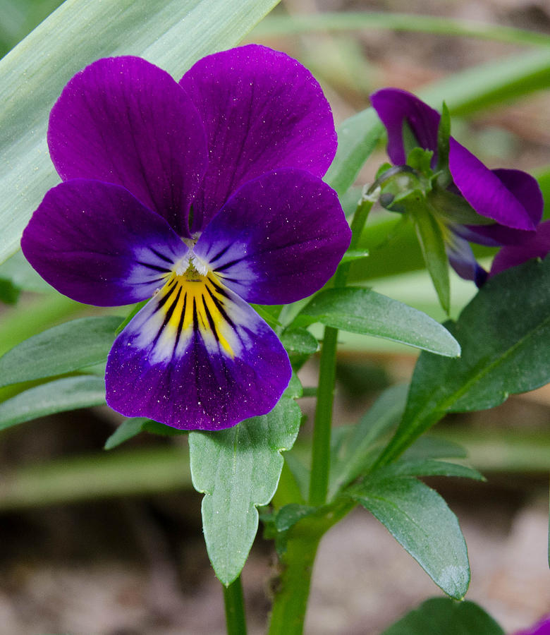 Wild Pansy in Purple Photograph by Beth Venner