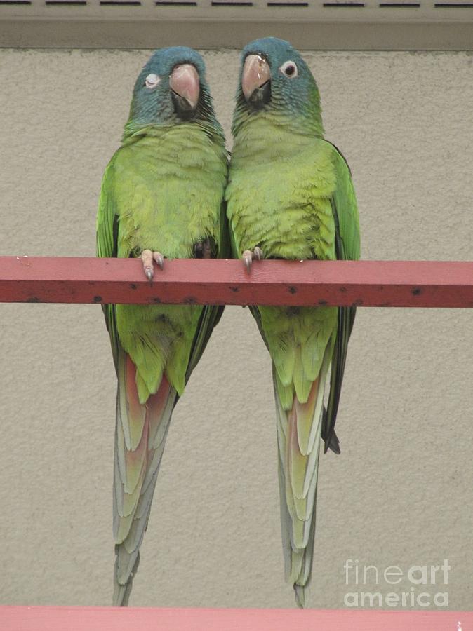 Wild Parrots Photograph by Joan McArthur