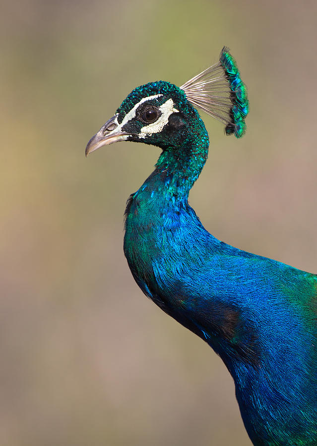 Wild Peacock Profile Photograph by Max Waugh