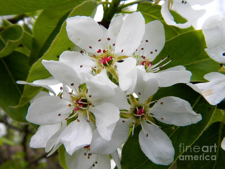 Nature Photograph - Wild Pears Blossoms by Loreta Mickiene