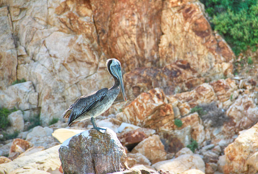Wild pelican on a rock Photograph by Eti Reid