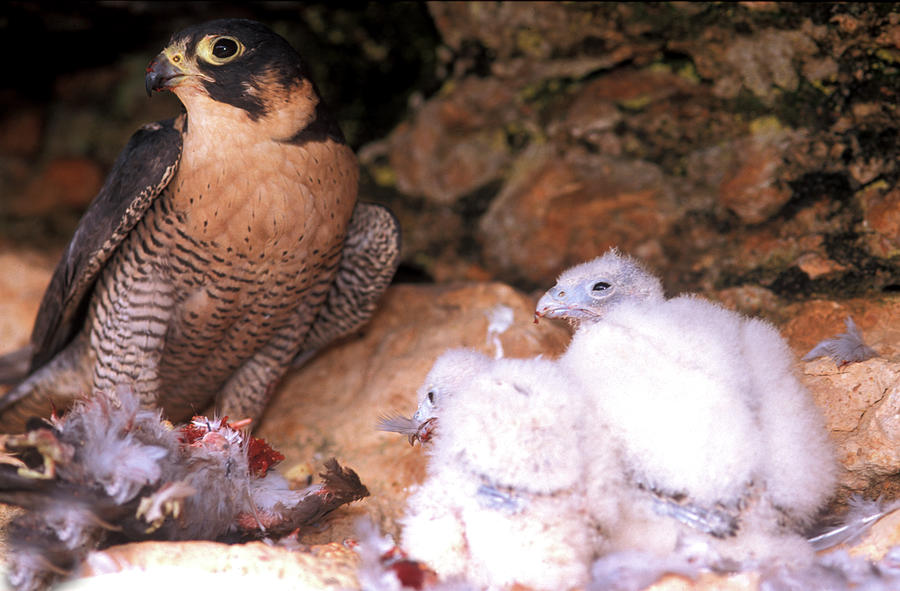 Wildlife Photograph - Wild Peregrine Falcon And Chicks Falco by David Santiago Garcia