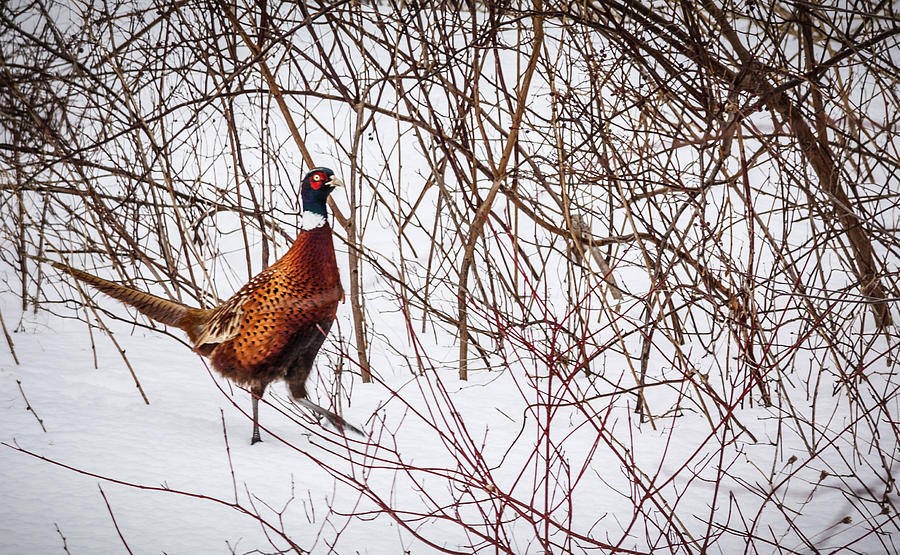 Wild Pheasant In The Snow Photograph