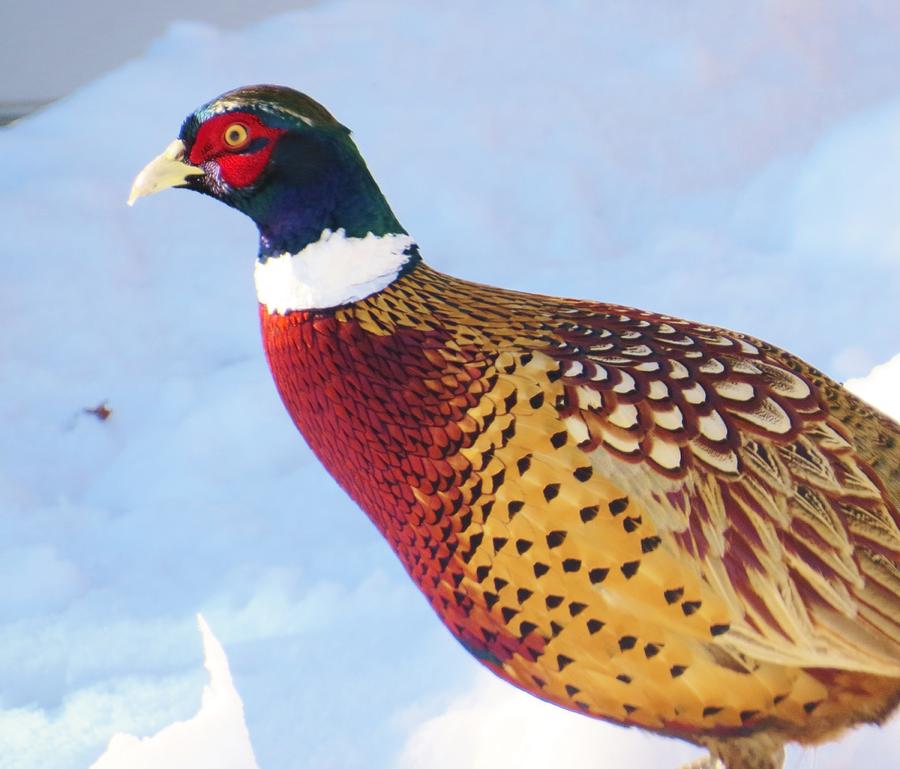 Wild Pheasant Photograph by Jeanette Oberholtzer