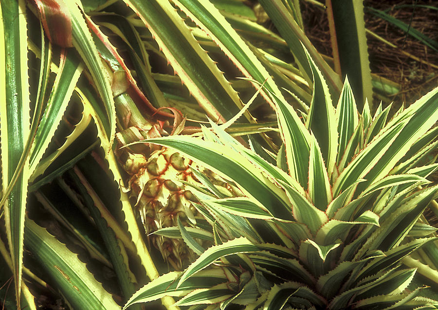 Wild Pineapple Photograph by Sally Mccrae Kuyper/science Photo Library