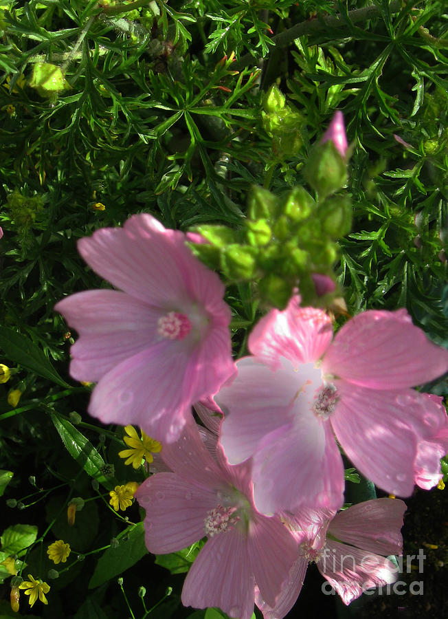 Wild Pink Geraniums Photograph by Ellen Miffitt