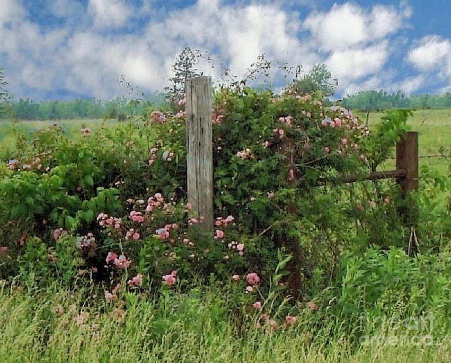 Wild Pink Roses Photograph by Janette Boyd