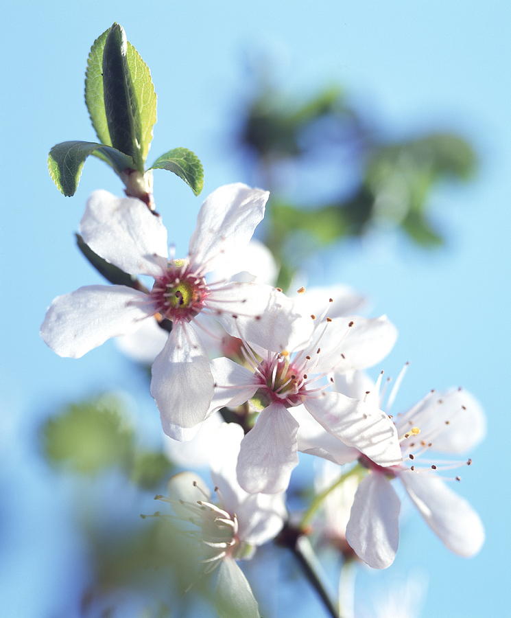 Wild Plum Flowers Photograph by Sheila Terry/science Photo Library