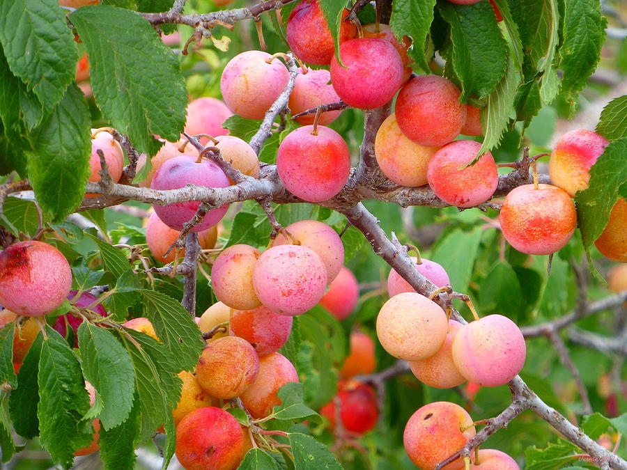 Wild Plums Photograph by Juanita Witkop | Fine Art America