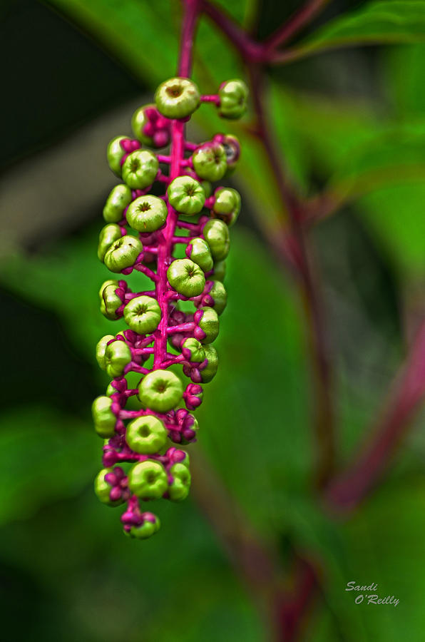 Wild Pokeweed Berries Photograph by Sandi OReilly