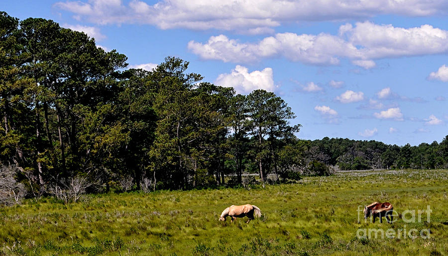 Wild Ponies - Assateague Island Photograph by Gerlinde Keating