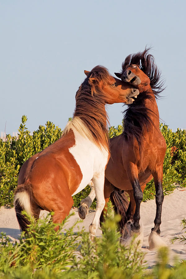 Nature Photograph - Wild ponies at play by Jack Nevitt