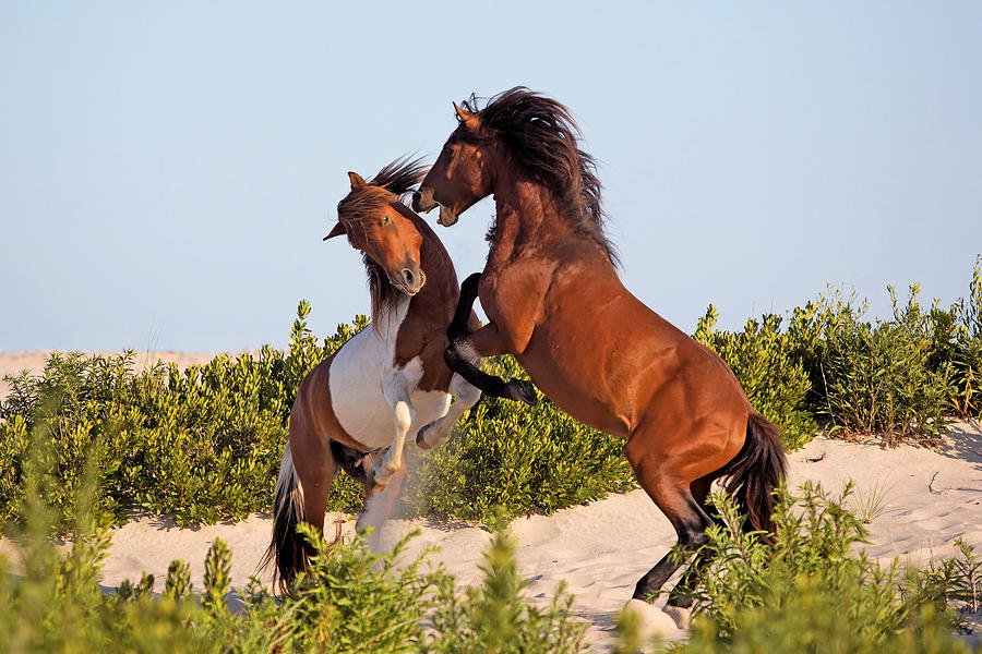 Nature Photograph - Wild Ponies Fighting by Jack Nevitt