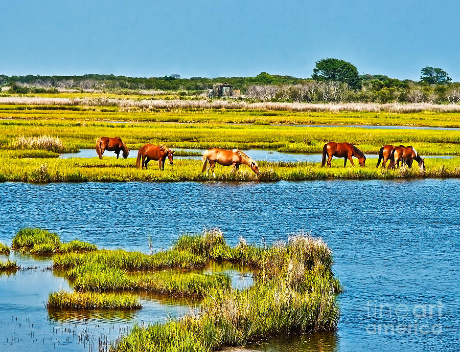 Wild Ponies of Assateague  Photograph by SCB Captures