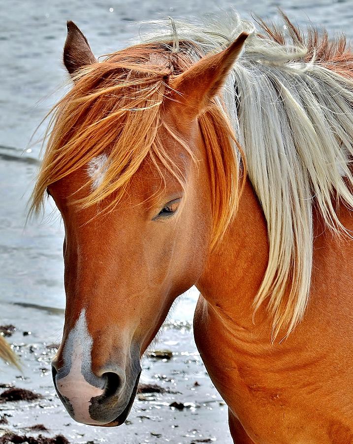 Horse Photograph - Wild Ponies of Assateague Series - 5 by Kim Bemis