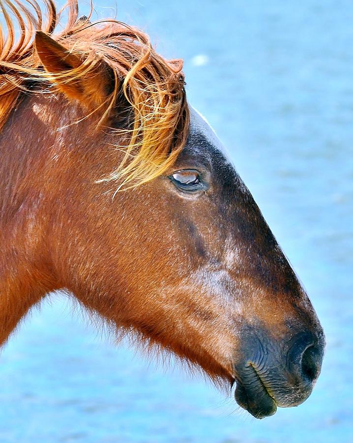 Horse Photograph - Wild Ponies of Assateague Series - 6 by Kim Bemis