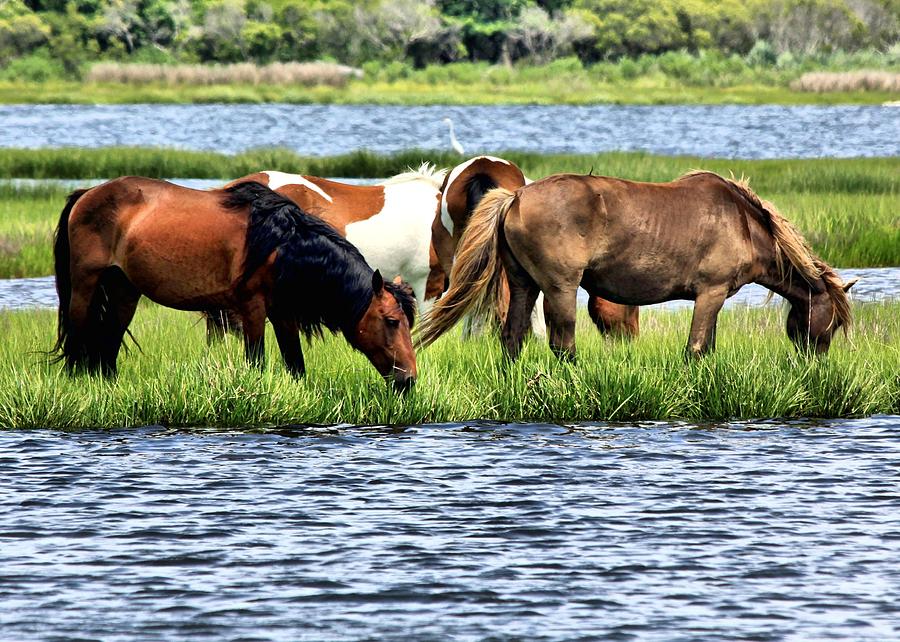 Wild Ponies Of Assateaque Photograph By Michael Lopes - Fine Art America