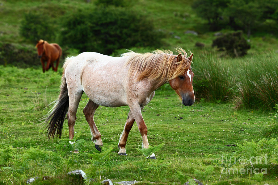 Wild Ponies on Bodmin Moor Photograph by James Brunker