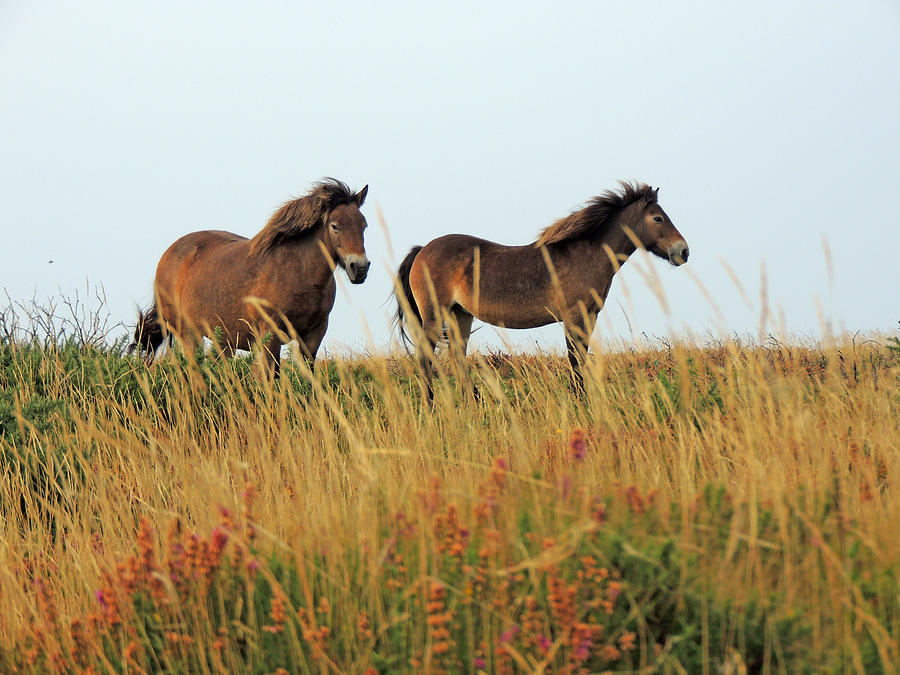 Wild Ponies on Exmoor Photograph by Jayne Wilson