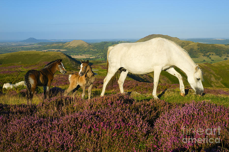 Horse Photograph - Wild ponies on the Long Mynd by John Hayward
