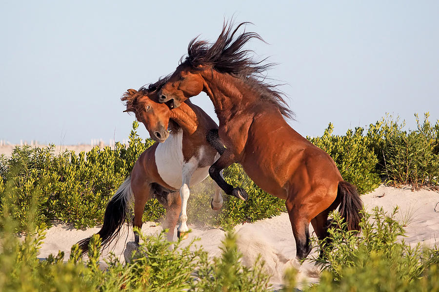 Nature Photograph - Wild pony fight by Jack Nevitt
