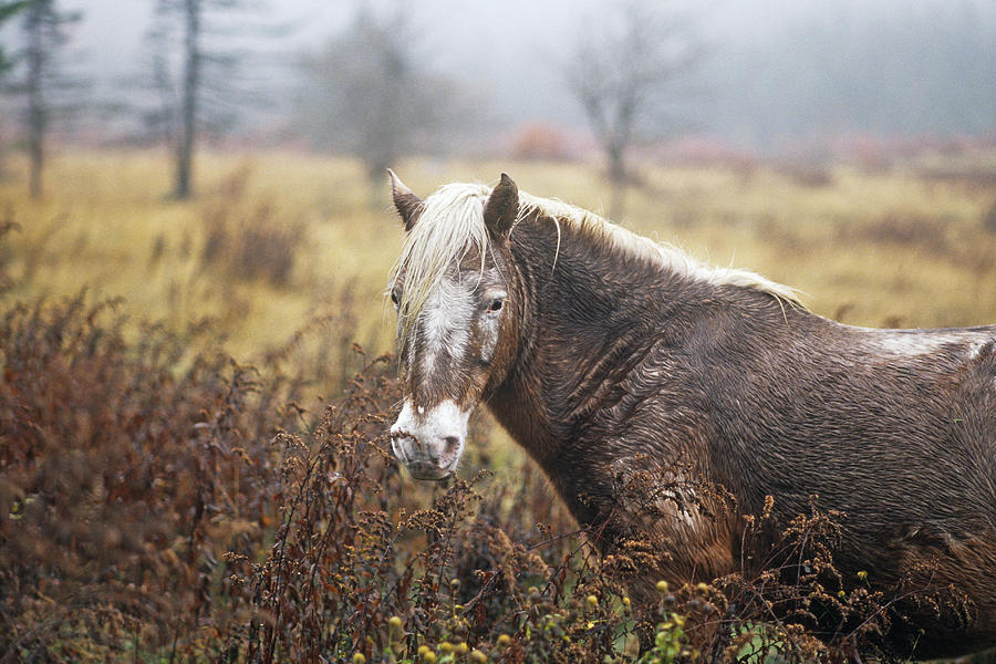 Wild Pony In Virginia Photograph by Frederica Georgia