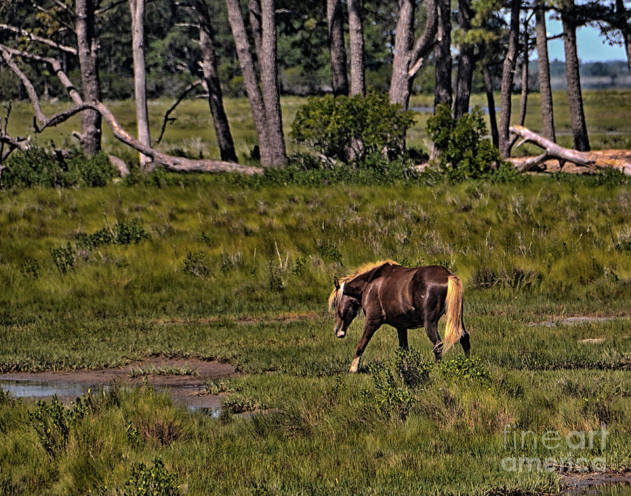 Wild Pony on Assateague Island Photograph by Gerlinde Keating