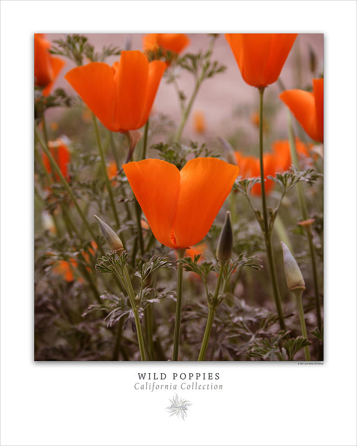 Wild Poppies Art Poster - California Collection  Photograph by Ben and Raisa Gertsberg