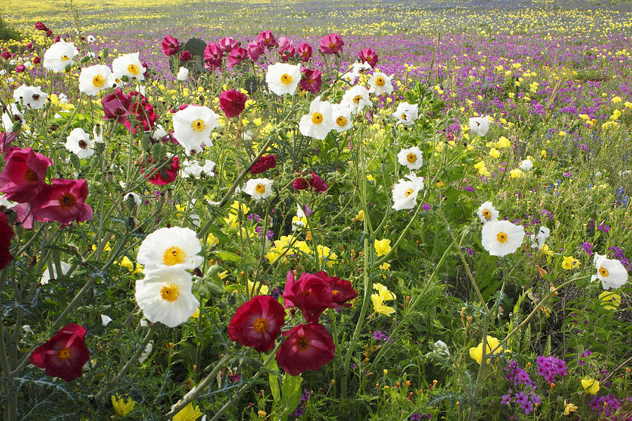 Wild Poppies South Texas Photograph by Susan Rovira