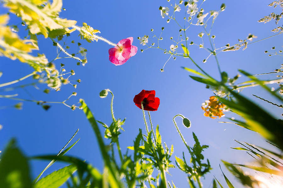 Flower Photograph - Wild Poppy Flowers by Darius Aniunas