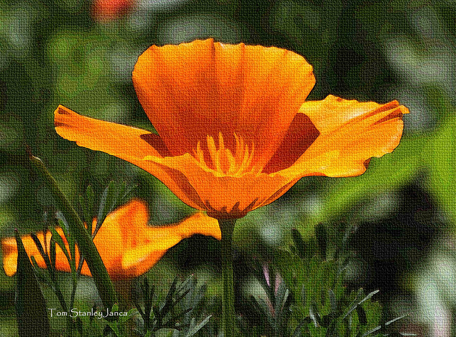 Wild Poppy On The Loose Photograph by Tom Janca