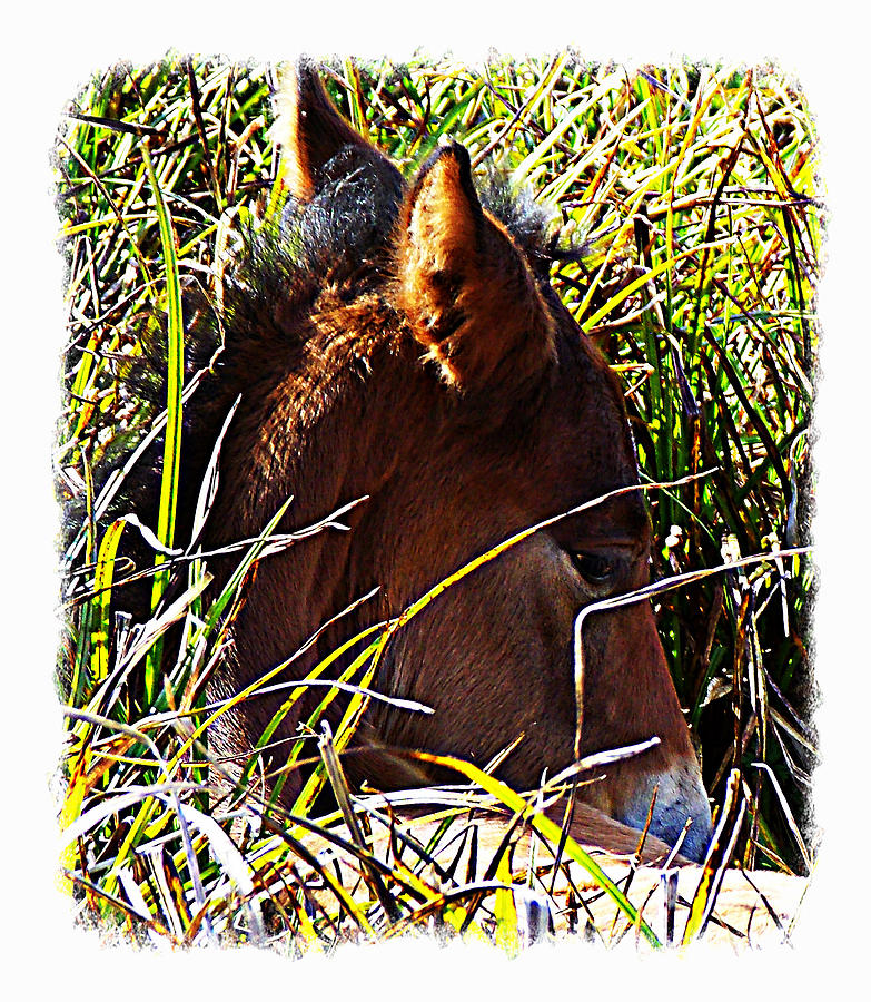 Wild Prairie Colt Resting 1 Photograph by Sheri McLeroy