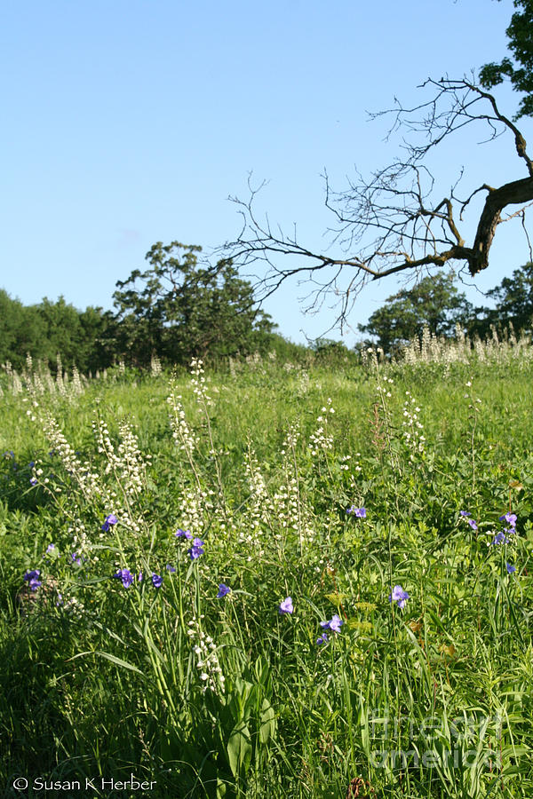 Wild Prairie Flowers Photograph by Susan Herber