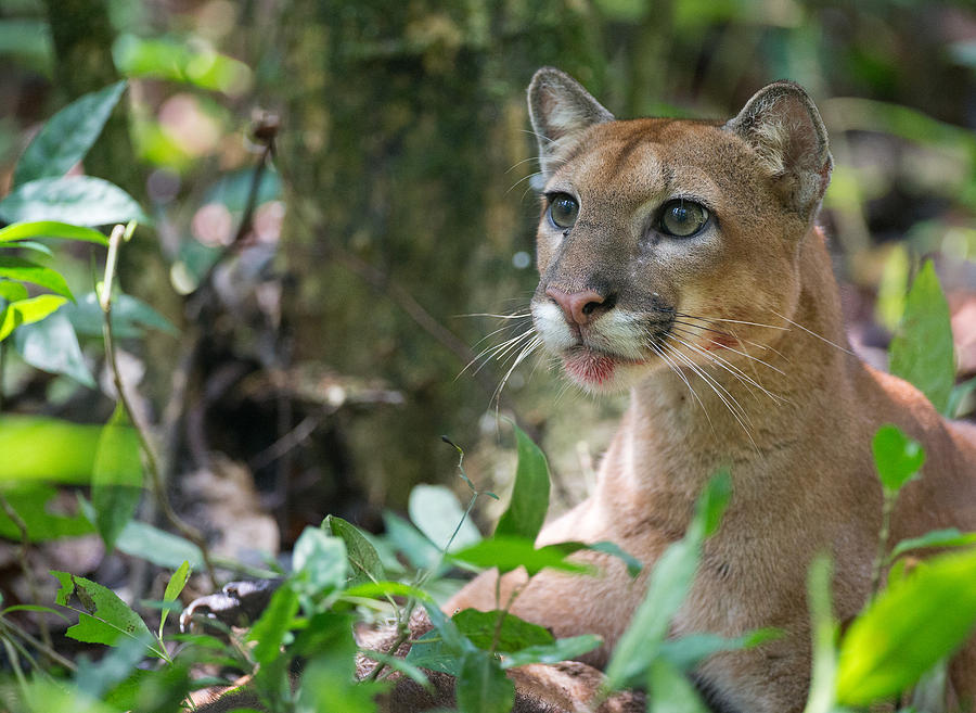 Wild Puma Photograph by Max Waugh