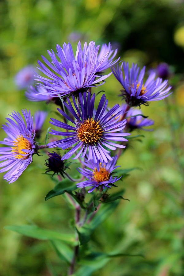 Wild Purple Asters II Photograph by Brian Lucia | Fine Art America