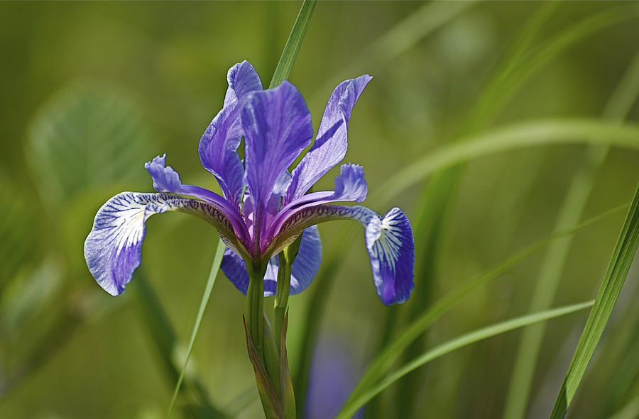 Wild Purple Iris 1 Photograph by Greg Vizzi