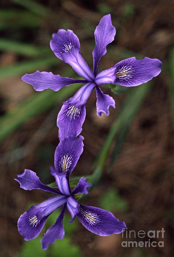Wild Purple Iris Photograph by Craig Lovell