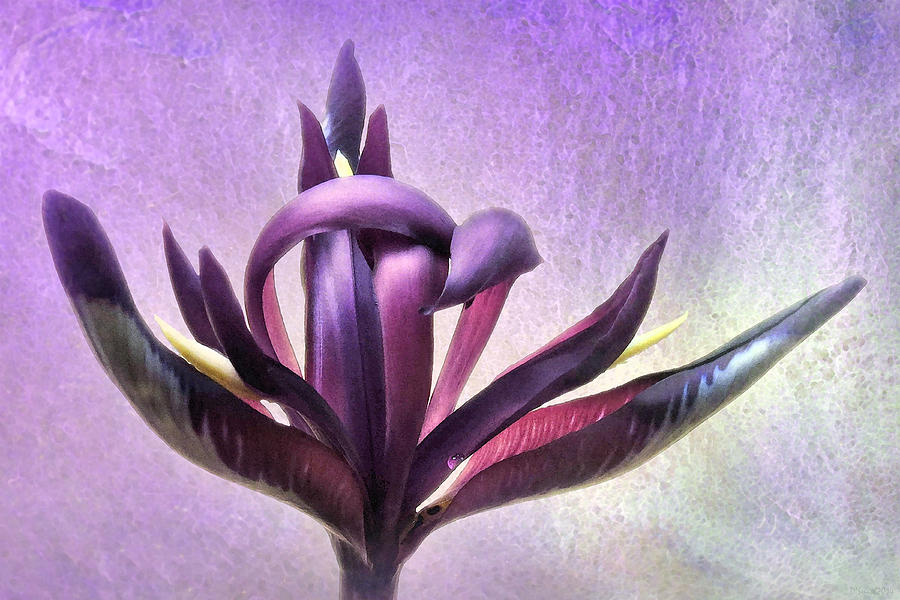 Wild Purple Iris Photograph by Deborah Smith