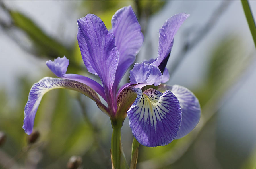 Wild Purple Iris Photograph by Greg Vizzi