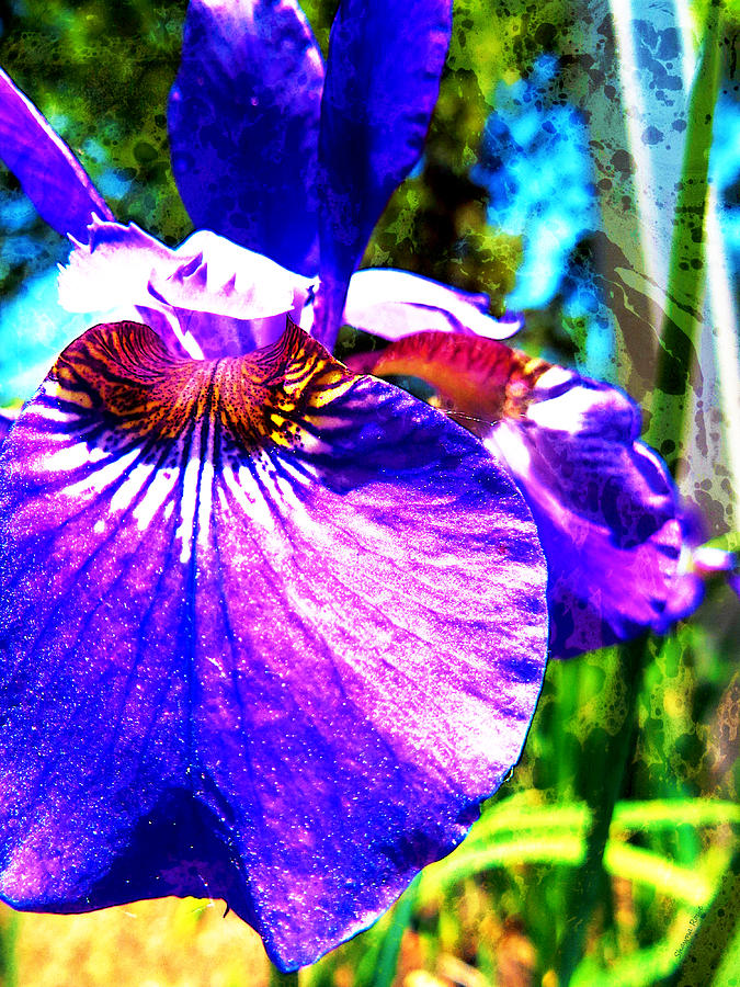 Wild Purple Iris Photograph by Shawna Rowe