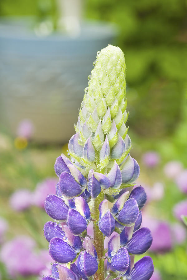 Wild Purple Lupine Flowers Photograph by Keith Webber Jr