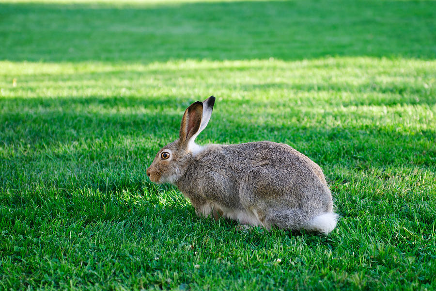 Rabbit Photograph - Wild Rabbit by Brandon Smith