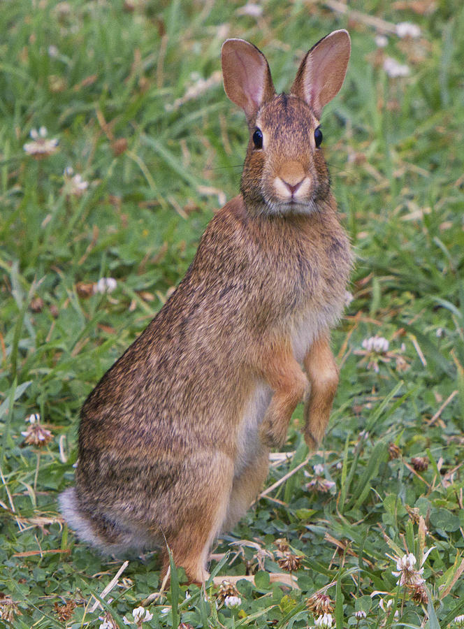 Wildlife Photograph - Wild Rabbit In Clover by Constantine Gregory