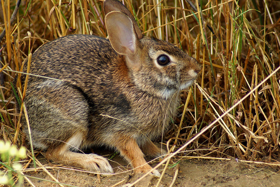 Wild Rabbit Photograph - Wild Rabbit by Kim Pate