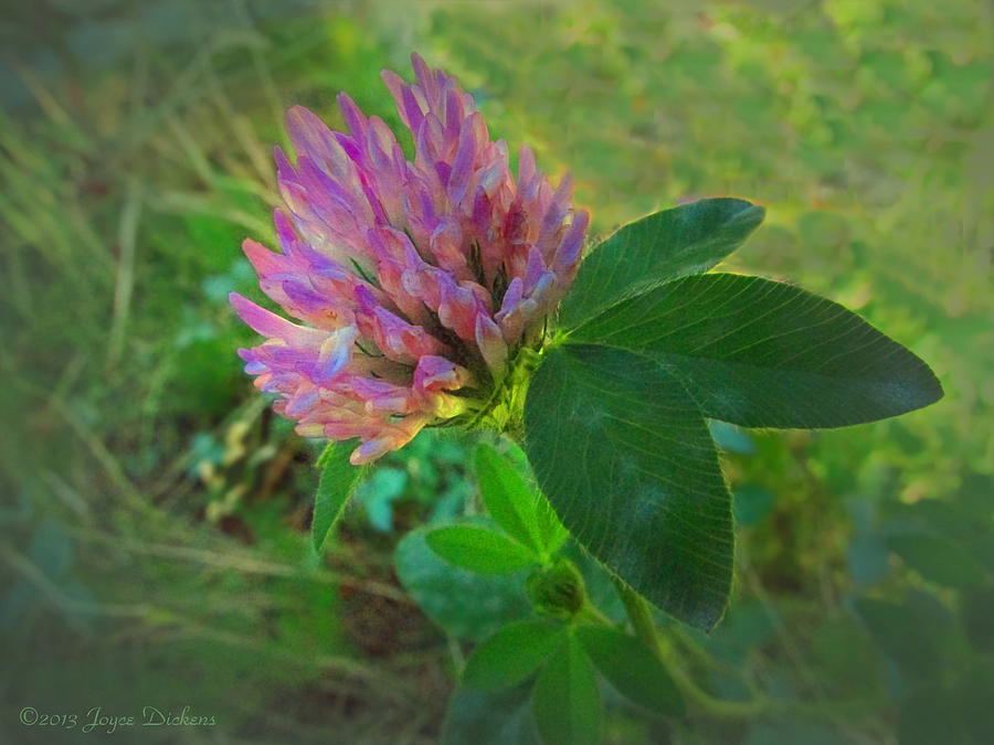 Wild red Clover Blossom Photograph by Joyce Dickens