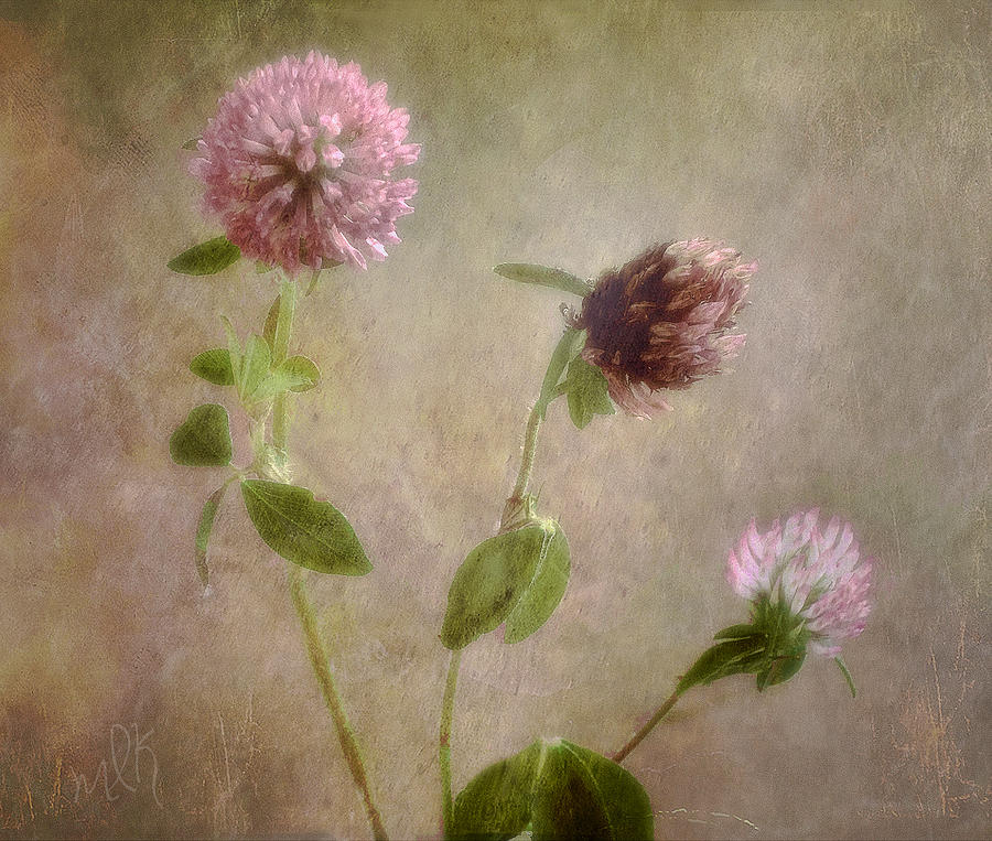 Wild Red Clover Photograph by Louise Kumpf