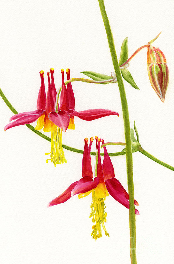Wild Red Columbine Blossoms Painting by Sharon Freeman