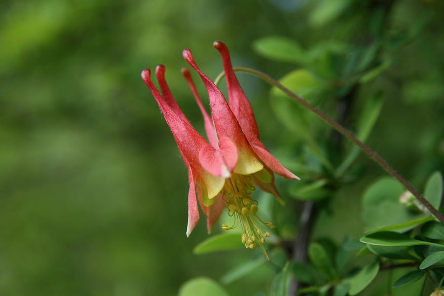 Wild Red Columbine Photograph by Neal Eslinger