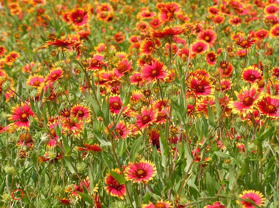 Wild Red Daisies #1 Photograph by Robert ONeil